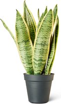 Vrouwentong (Sansevieria Laurentii) Kamerplant - Klein - Hoogte 40cm - Potmaat 12cm - Plantery