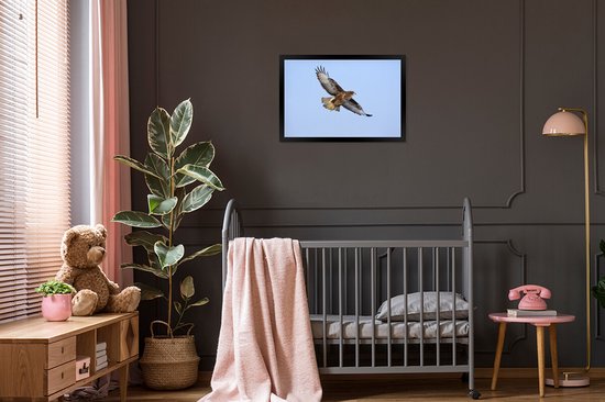Foto in lijst - Buizerd tijdens de vlucht in Duitsland fotolijst zwart 60x40 cm - Poster in lijst (Wanddecoratie woonkamer / slaapkamer)