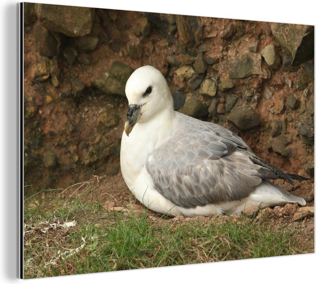 Noordse stormvogel zittend bij een klip Aluminium 90x60 cm - Foto print op  Aluminium... | bol.com