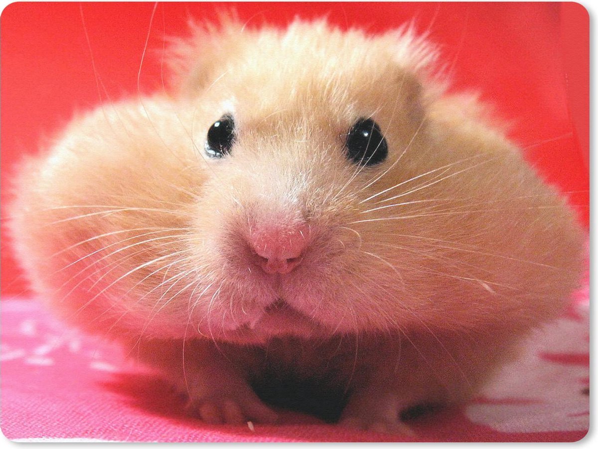 Muismat Hamsters - Close-up hamster muismat rubber - 40x30 cm - Muismat met foto