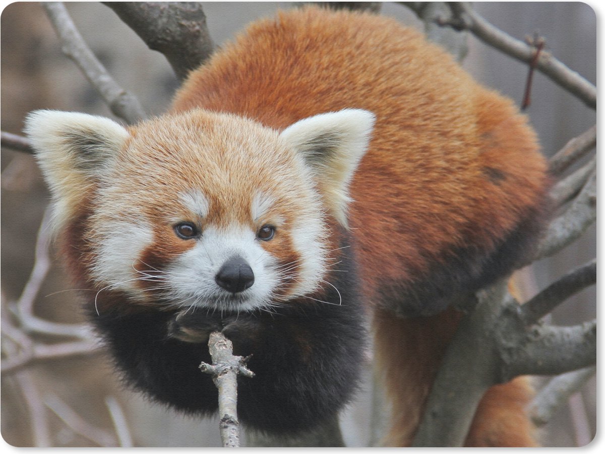 Muismat Groot - Rode Panda - Takken - Boom - 40x30 cm - Mousepad - Muismat