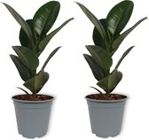2x Kamerplant Ficus Robusta - Rubberplant - ± 60cm - 19cm diameter