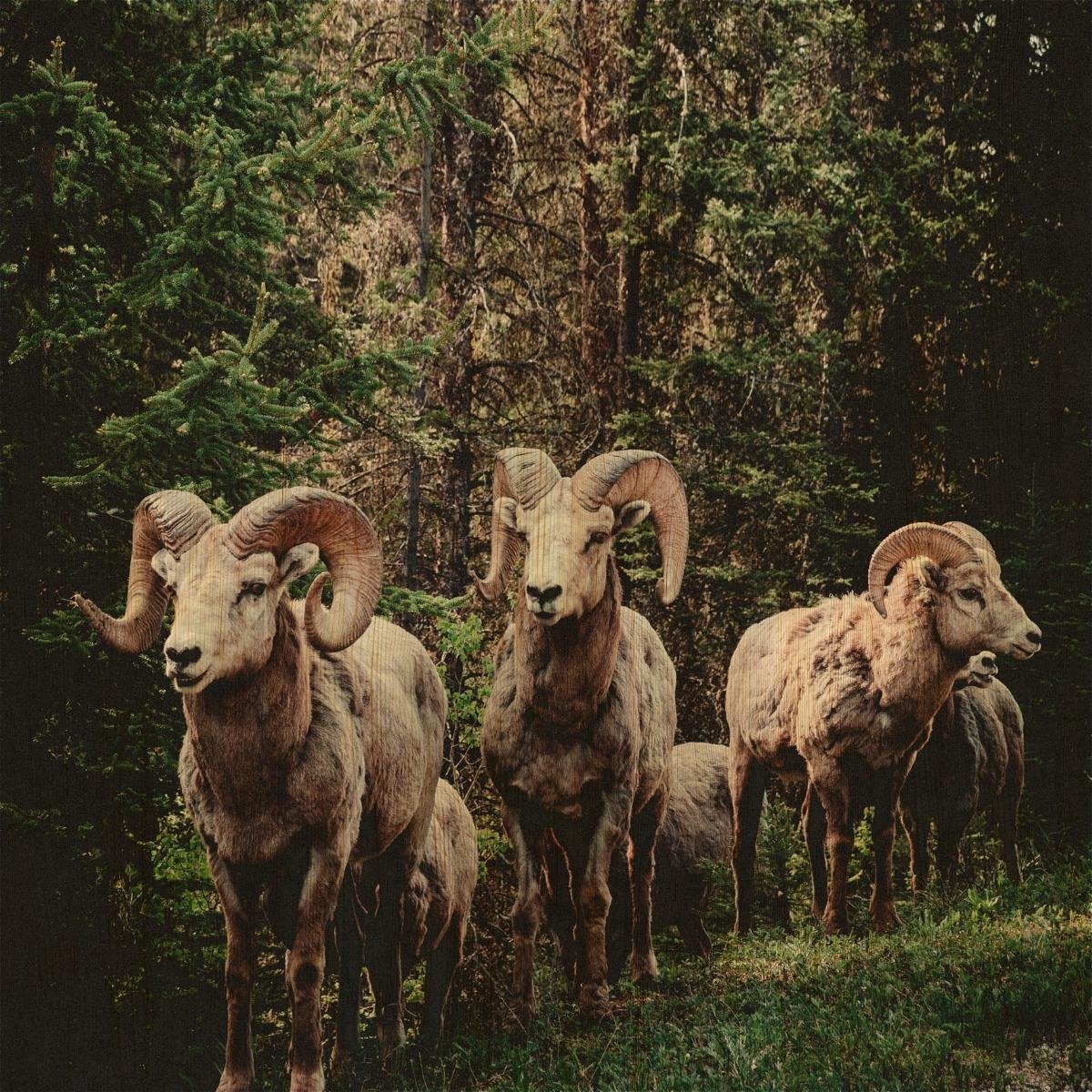 Schilderij - bok - Collectie european wildlife - Hout met leren lussen - 74x74cm