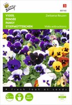 Buzzy - Viool Zwitserse Reuzen (Viola wittrockiana)