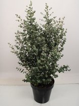 Kamerplant van Botanicly – Eucalyptus – Hoogte: 60 cm