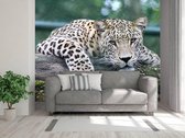 Professioneel Fotobehang Jaguar liggend op boomstam - licht bruin - Sticky Decoration - fotobehang - decoratie - woonaccesoires - inclusief gratis hobbymesje - 520 cm breed x 350 cm hoog - in