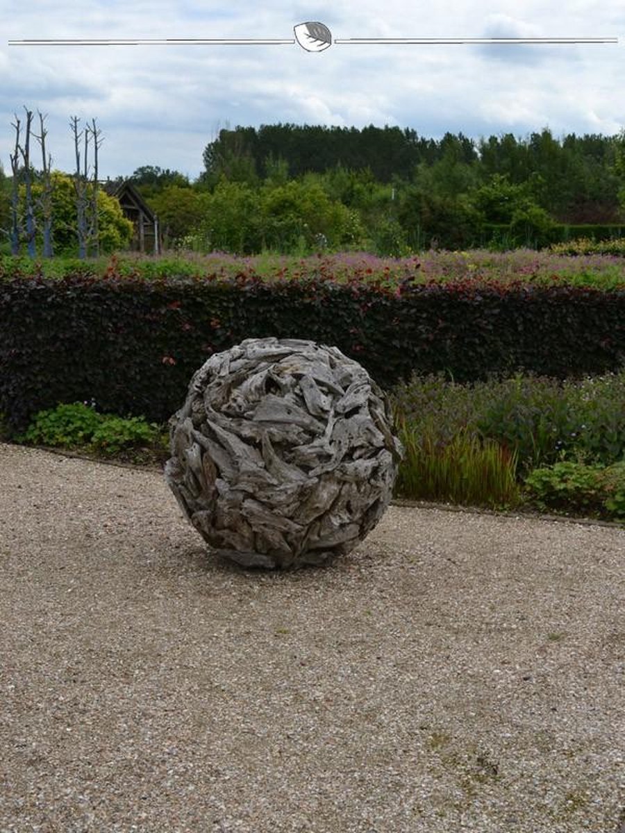 Rode Beuk Fagus sylvatica Atropunicea 60-80 cm Blote wortel, 400x Haagplant
