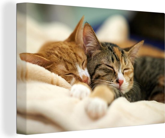 Schilderij kat - Twee katten - Kittens - Slapen - Kleed - Close up - Canvas kat - Katten schilderij - Wanddecoratie - 60x40 cm