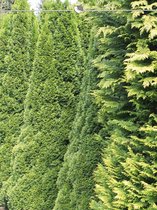 Westerse Levensboom Thuja Smaragd 160-180 cm, 25x Haagplant