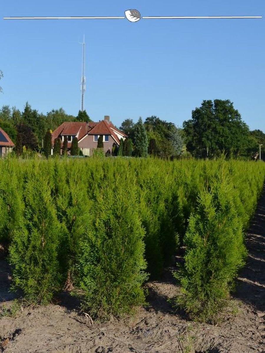 Westerse Levensboom Thuja Smaragd 80-100 cm, 8x Haagplant