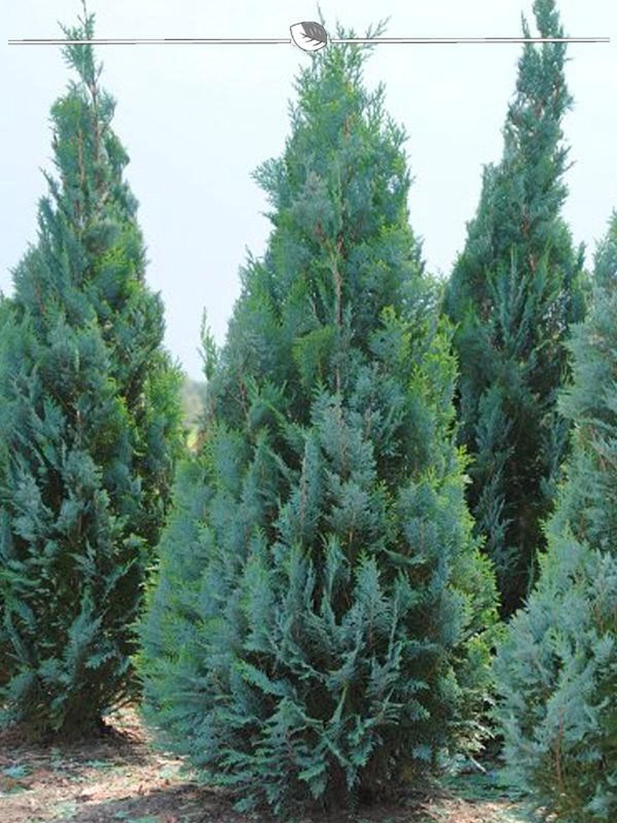 Blauwe Californische Cypres Chamaecyparis Columnaris 60-80 cm, 5x Haagplant