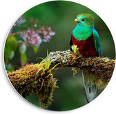 Forex Wandcirkel - Quetzal Vogel bij Boom - 40x40cm Foto op Wandcirkel (met ophangsysteem)