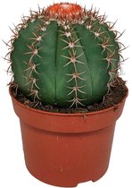 Melocactus matanzanus | 1 stuk | Ø 13 cm | ↕ 20 - 25 cm