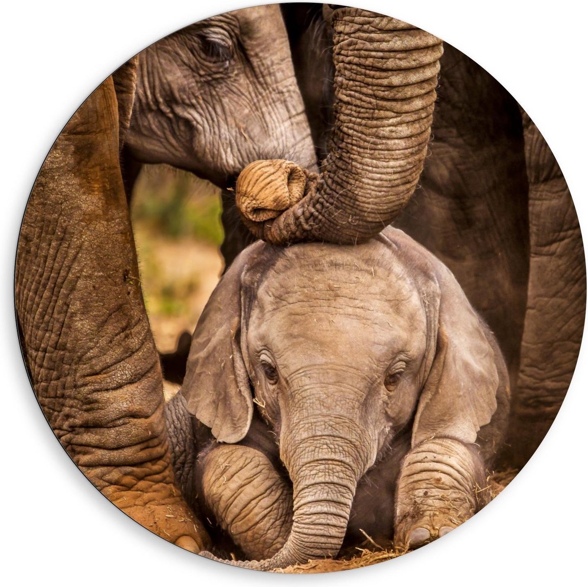 Dibond Wandcirkel - Baby Olifant tussen Poten van Moeder - 80x80cm Foto op Aluminium Wandcirkel (met ophangsysteem)
