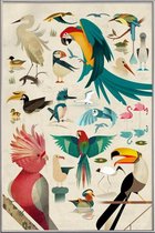 JUNIQE - Poster met kunststof lijst Vintage vogels -30x45 /Kleurrijk