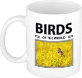 Blauwborst vogels mok met dieren foto birds of the world