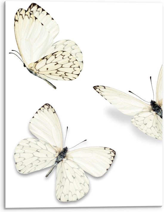 Acrylglas - Vlinders op Witte Achtergrond - 30x40cm Foto op Acrylglas (Wanddecoratie op Acrylglas)