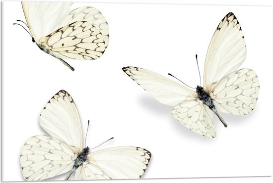 Acrylglas - Vlinders op Witte Achtergrond - 90x60cm Foto op Acrylglas (Wanddecoratie op Acrylglas)