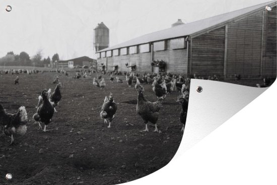 Peluche poule blanche 40 cm Piutre -700 - Photos Collection
