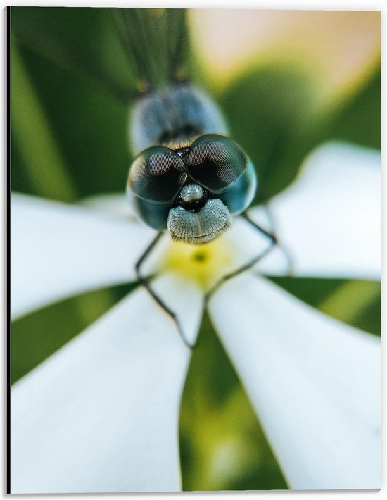 Dibond - Insect met Grote Zwarte Ogen - 30x40cm Foto op Aluminium (Met Ophangsysteem)