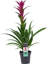 Bloem van Botanicly – Guzmania – Hoogte: 60 cm – Guzmania Alerta