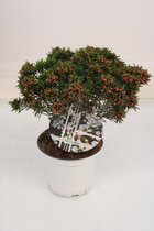 Bloem van Botanicly – Chamelaucium uncinatum Snowflake – Hoogte: 25 cm