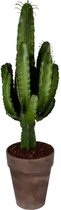 FloriaFor - Euphorbia Erytrea In Bruin Grijze Sierpot Met Bark - - ↨ 80cm - ⌀ 20cm