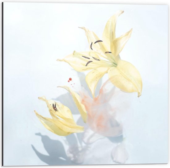 Dibond - Kleine Licht Gele bloemen - 50x50cm Foto op Aluminium (Met Ophangsysteem)