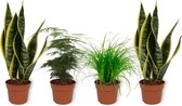 Set van 4 Kamerplanten - 2x Sansevieria Superba & 1x Cyperus Zumula & 1x Asparagus Plumosus - ± 25cm hoog - 12cm diameter
