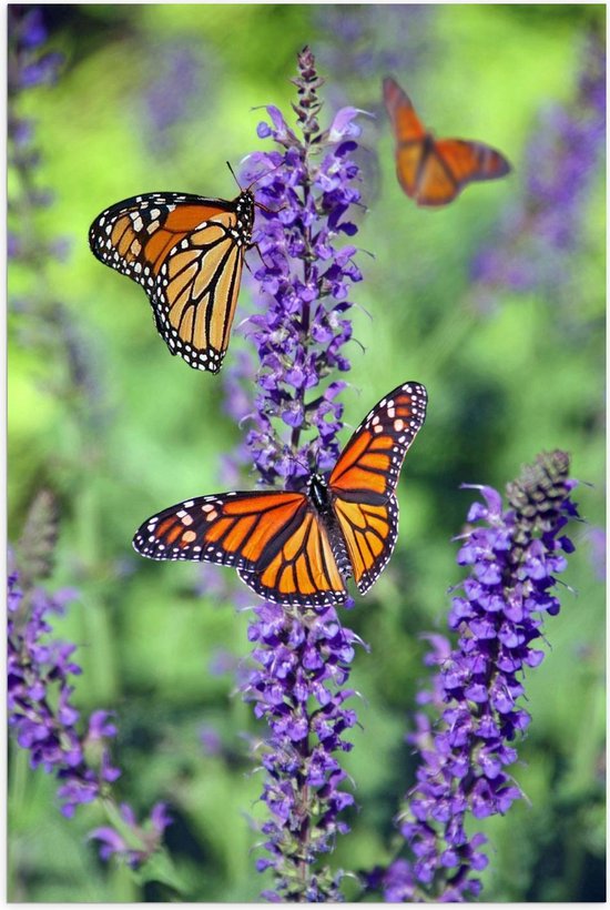 Poster – Oranje Vlinders bij Lavendel - 40x60cm Foto op Posterpapier