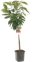 Prunus avium Stella - kersenboom - laagstam - rode kers
