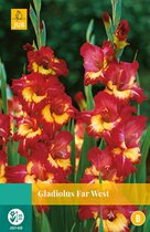 2 stuks Gladiolus Far West 5 bollen