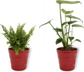 Set van 2 Kamerplanten - Monstera Deliciosa & Nephrolepis Vitale- ±  30cm hoog - 12cm diameter - in rode pot