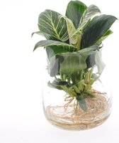Kamerplant van Botanicly – Philodendron White Wave incl. designe glas als set – Hoogte: 25 cm