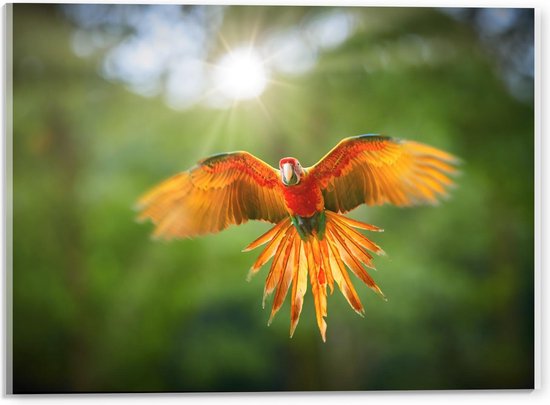 Acrylglas - Vliegende Papegaai met Zonnetje in de Achtergrond - 40x30cm Foto op Acrylglas (Met Ophangsysteem)
