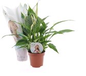 Kamerplant van Botanicly – Lepelplant  – Hoogte: 30 cm – Spathiphyllum