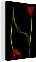 Canvas Schilderij Twee rode tulpen op een zwarte achtergrond - 60x90 cm - Wanddecoratie