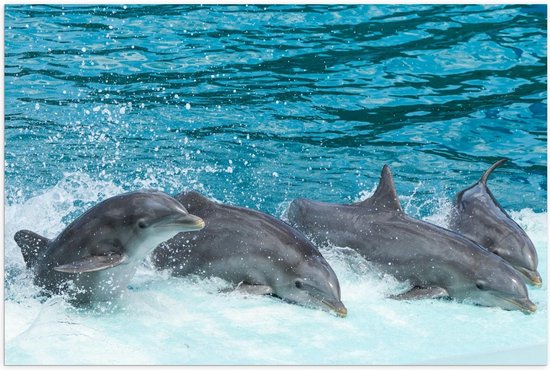 Poster – Blije Dolfijnen in het Water - 60x40cm Foto op Posterpapier