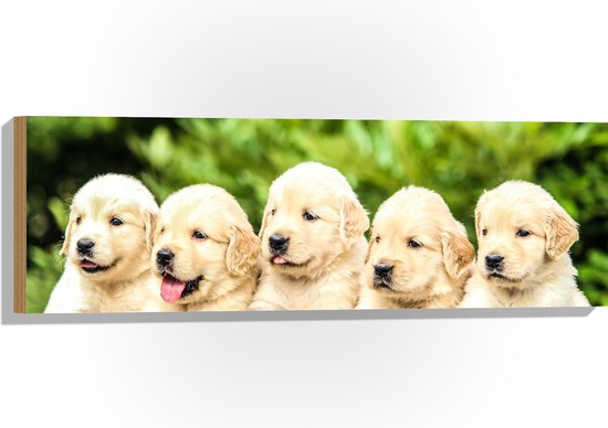WallClassics - Hout - Vijf Puppies op een Rij - 90x30 cm - 12 mm dik - Foto op Hout (Met Ophangsysteem)