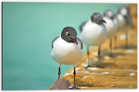 WallClassics - Dibond - Vogels sur la Jetée - Photo 60x40 cm sur Aluminium (Décoration murale en métal)