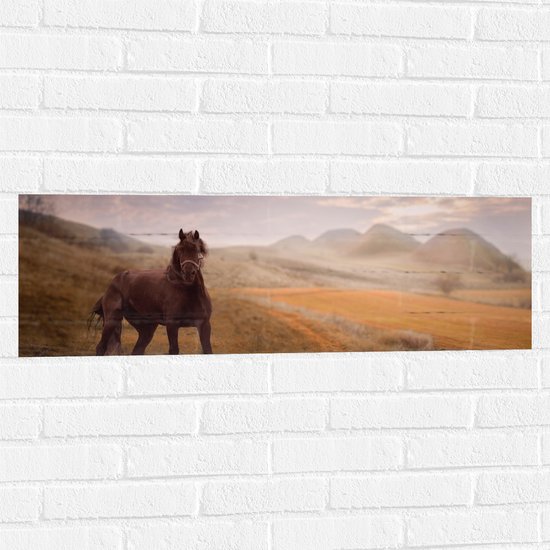WallClassics - Muursticker - Zwart Paard in de Natuur - 90x30 cm Foto op Muursticker