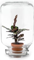 Planten terrarium - Easyplant - Calathea Mokayana - ↑ 28 cm - Ecosysteem plant - Kamerplanten - Mini ecosysteem