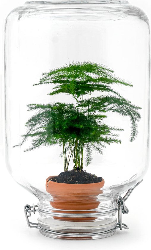 Planten terrarium - Easyplant - Asparagus - ↑ 28 cm - Ecosysteem plant - Plant in fles - Mini ecosysteem