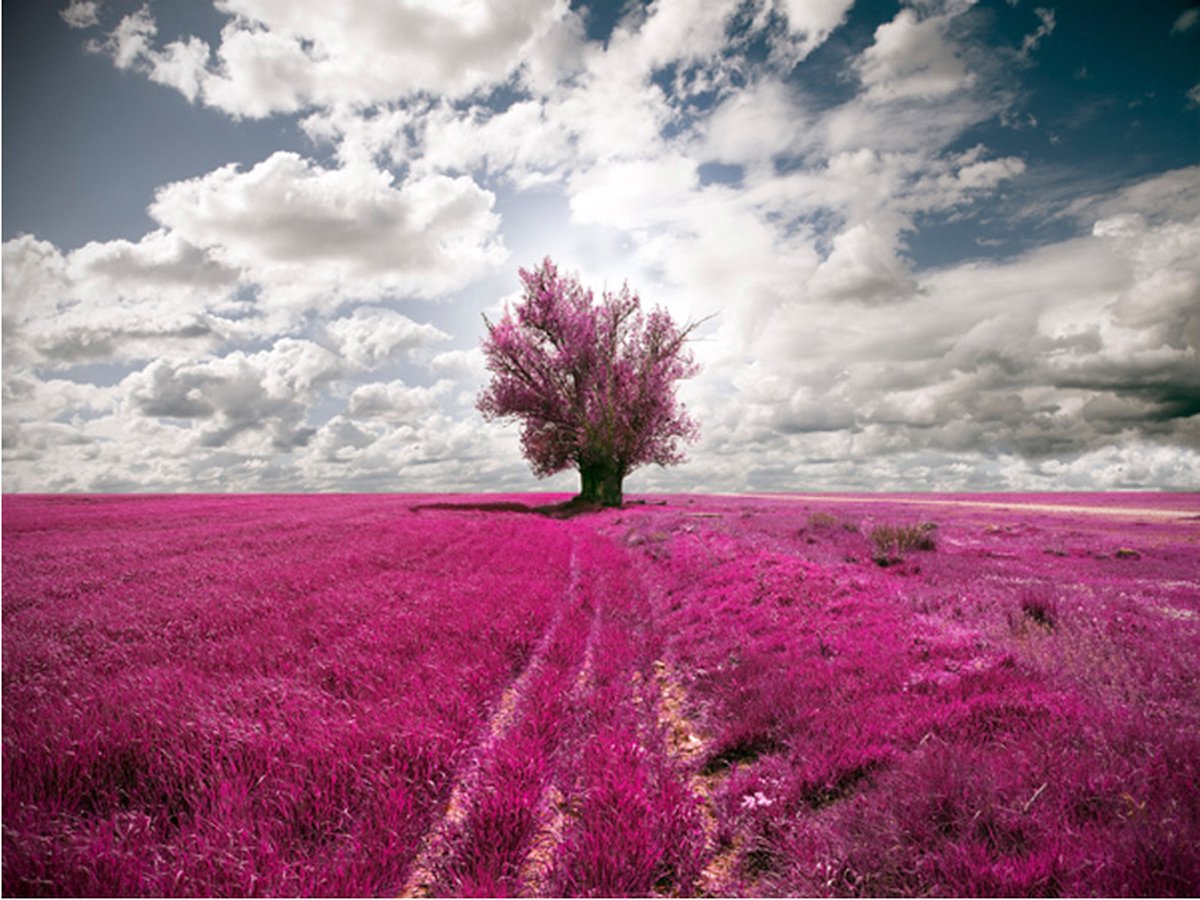 Fotobehang - Magenta weide.