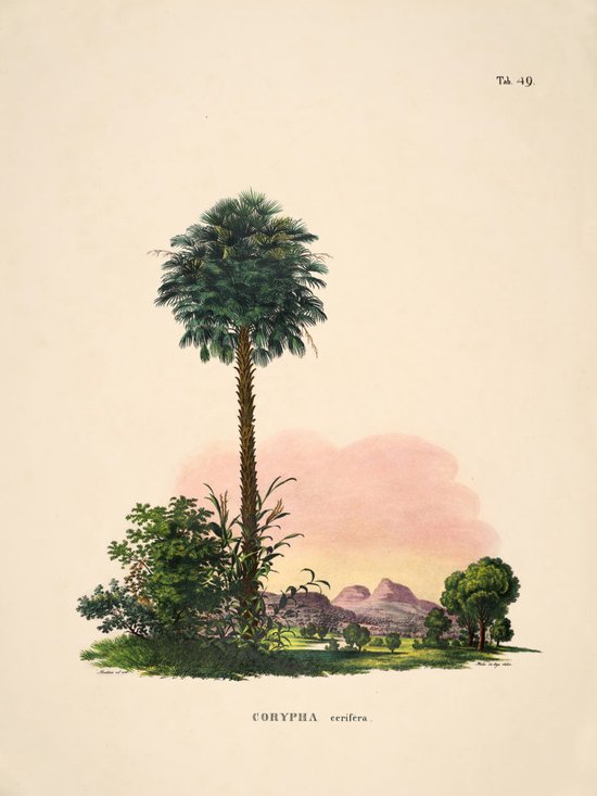 Poster Historia Naturalis - Large 30x40 - Botanische Print - Corypha - Landschap en bomen - Vintage