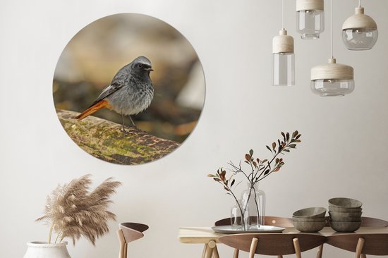 Rougequeue mâle noir sur un morceau de bois flotté Cercle mural aluminium ⌀ 120 cm - Tirage photo sur cercle mural / cercle vivant / cercle jardin (décoration murale) XXL / Groot format!