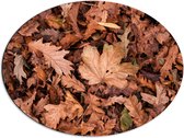 WallClassics - Dibond Ovaal - Hoopje Herfstbladeren - 68x51 cm Foto op Ovaal (Met Ophangsysteem)