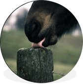 Portrait photo cheval avec mât en bois Cercle mural aluminium