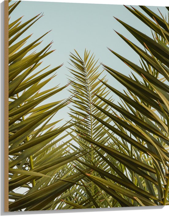 WallClassics - Hout - Palmboom Planten met Blauwe Lucht - 75x100 cm - 12 mm dik - Foto op Hout (Met Ophangsysteem)