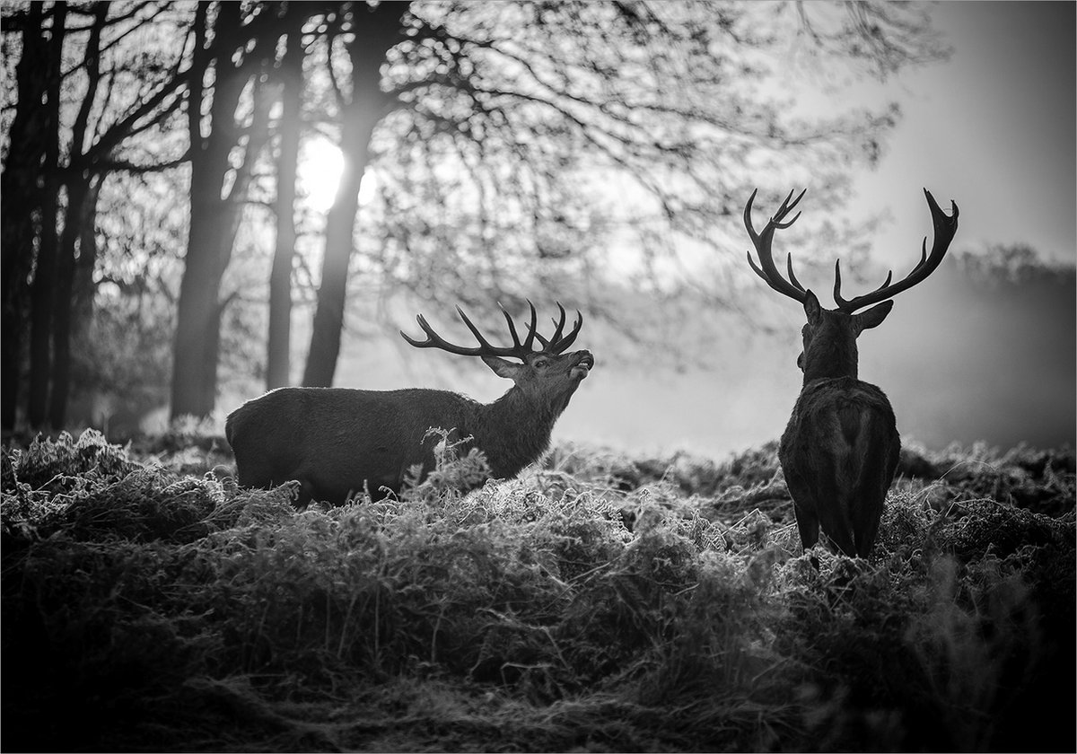 Fotobehangkoning - Behang - Vliesbehang - Fotobehang - Herten in de Natuur - Deers in the Morning - 400 x 280 cm